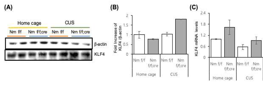 Neuritin 과발현 동물에 만성 스트레스를 준 후 KLF4변화 확인