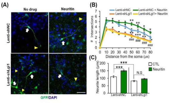 해마신경세포에 lenti-shLgi1과 rhNeuritin을 처리 후 neurite outgrowth 변화 확인