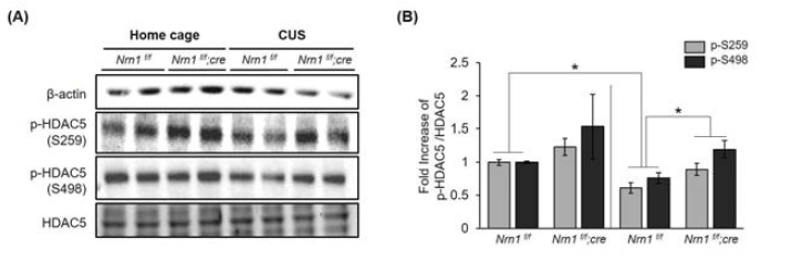 Neuritin 과발현 동물에 만성 스트레스 후 HDAC5 인산화 확인