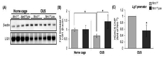 Neuritin 과발현 동물에 만성 스트레스 후 Lgi1발현 확인