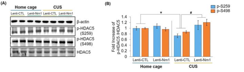 Neuritin 과발현 바이러스에 의한 HDAC5 인산화 변화 확인