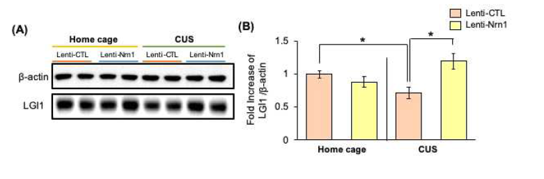 Neuritin 과발현 바이러스에 의한 Lgi1 발현 확인