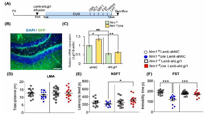 Neuritin 과발현 동물에 Lgi1발현 억제 바이러스를 주입 후 행동 변화 확인