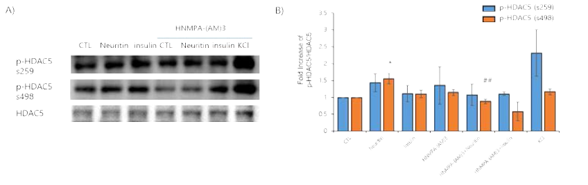 해마신경세포에 Insulin receptor blocker HNMPA-(AM)3 처리 후 rhNeuritin을 처리 하여 HDAC5의 인산화 확인