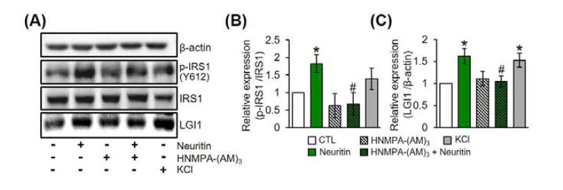 Neuritin과 Insulin receptor inhibitor에 의한 IRS1과 LGI1의 변화 확인