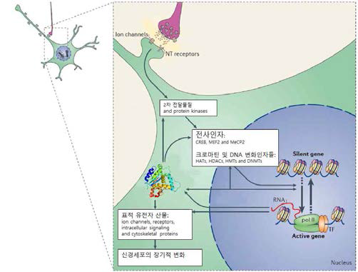 신경세포에서 시냅스 신호가 크로마틴 조절기전을 통해 신경세포 기능에 영향을 미치는 과정