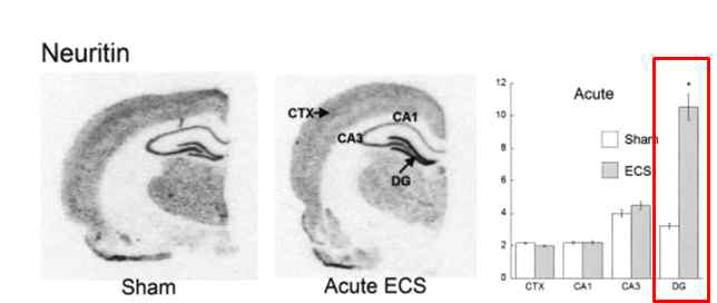 ECS에 의한 해마 neuritin 발현