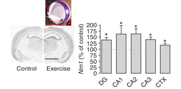 Running에 의한 해마 neuritin 발현