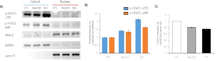 해마신경세포에 rhNeuritin을 처리 후 세포질 및 핵에서의 HDAC5 변화확인