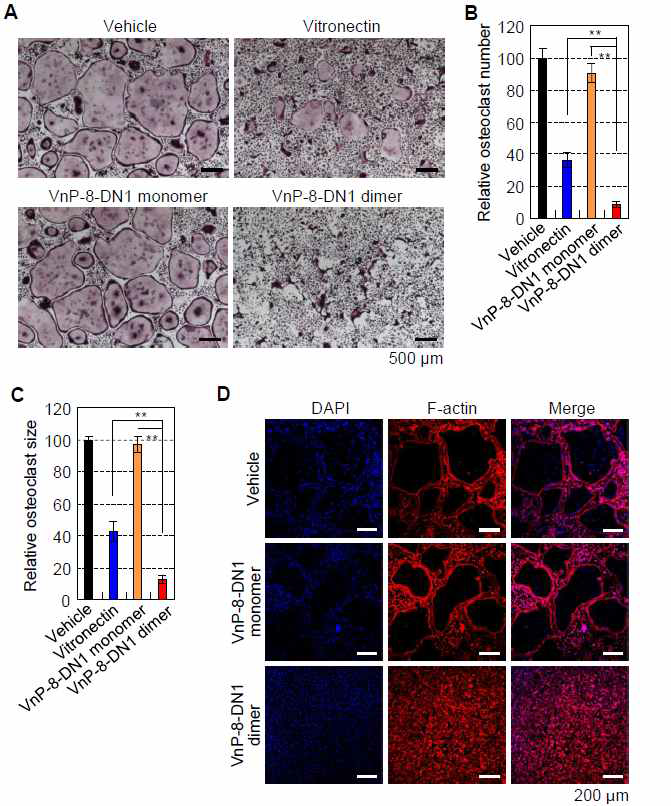 The effects of VnP-8-DN1 dimer on M-CSF- and RANKL- induced osteoclast formation and F-actin-mediated cytoskeletal organization. (A–D) BMMs were cultured for 4 days on plates that were precoated with vehicle (DDW), vitronectin (0.23 μg/cm2), VnP-8-DN1 monomer (9.1 μg/cm2), or VnP-8-DN1 dimer (9.1 μg/cm2), in the presence of 30 ng/ml M-CSF and 100 ng/ml RANKL. The induced cells were stained for TRAP (A) and immunostained with DAPI (blue) and rhodamine-phalloidin (F-actin, red) (D). TRAP-positive multinucleated cells containing three or more nuclei were counted as osteoclasts (B). The sizes of the osteoclasts were obtained by measuring the diameters of multinucleated TRAP-positive cells on 40X photomicrographs (C)