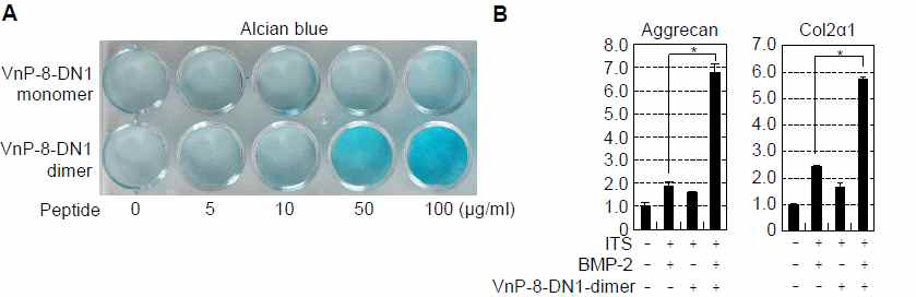 The effects of VnP-8-DN1-dimer on chondrogenic differentiation. (A) Photograph of monolayer cultures of ATDC5 cells differentiated for two weeks under growth conditions and then stained with alcian blue. ATDC5 cells (2 x 104 cells/24-well) were cultured in growth medium (DMEM/F12 + 5% FBS + 1X antibiotics) containing VnP-8-DN1-monomer or VnP-8-DN1-dimer for 2 weeks. (B) Expression of chondrogenic markers, including aggrecan and collagen type II α1 (Col2α1), was measured by real-time PCR. ATDC5 cells (8 x 104 cells/12-well) were cultured in chondrogenic differentiation medium (DMEM/F12 + 5% FBS + 1X antibiotics) containing 10 ng/ml BMP-2 or VnP-8-DN1-dimer (100 μg/ml) for 2 weeks. Data are expressed as the mean ± SD; *P<0.01