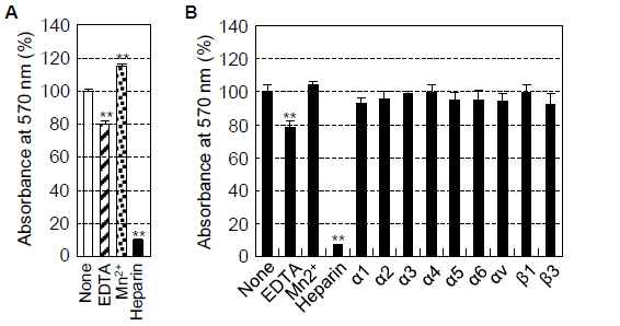 Effects of EDTA, Mn2+, heparin, and various integrin-blocking antibodies on cell attachment of human osteogenic cells. (A) Attachment of human osteogenic cells pretreated with EDTA (5 mM), MnCl2 (500 μM), or heparin (100 μg/mL) to VnP-8-DN1 dimer. The cells were seeded onto plates that were precoated with VnP-8-DN1 dimer (10.5 μg/cm2) for 1 h. (B) The effects of various integrin-blocking antibodies on cell attachment to VnP-8-DN1 dimer