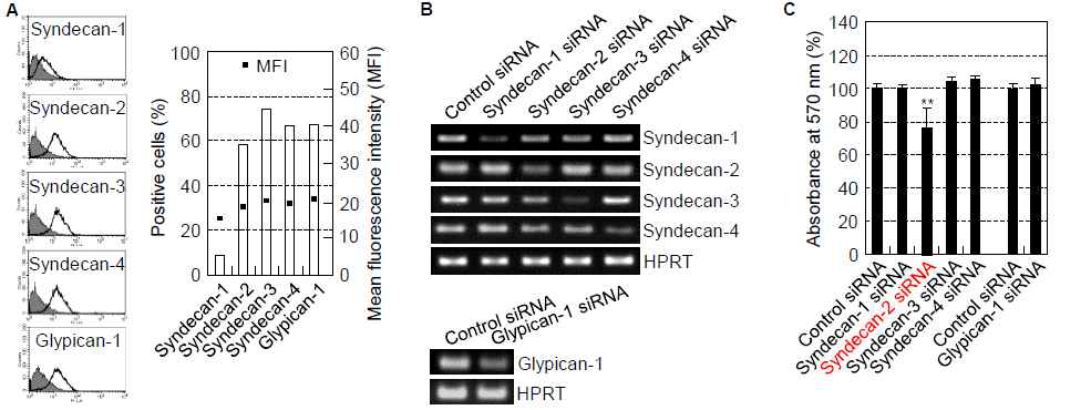 S y n d e c a n - 2 partly mediates V n P - 8 - D N 1 dimer-induced cell attachment. (A) Fluorescence- activated cell sorting analysis of the expression levels of different isoforms of syndecan, and of glypican-1, in osteogenic cells with the relevant antibodies (white area) and compared with IgG control-stained cells (gray area). (B) RT-PCR analysis of the expression levels of various syndecan isoforms and glypican-1. (C) Inhibition of VnP-8-DN1 dimer-mediated cell attachment in syndecan-2 siRNA-transfected osteogenic cells. siRNA-transfected cells were seeded on VnP-8-DN1 dimer plates for 1 h in serum-free medium