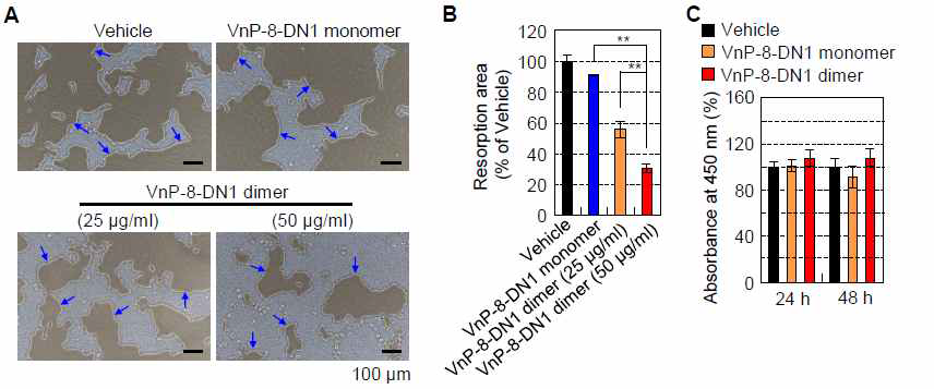 The effects of VnP-8-DN1 dimer on M-CSF- and RANKLinduced resorptive activity. (A and B) The effects of VnP-8-DN1 dimer on the bone resorbing activity of osteoclasts. BMMs were cultured for 4 days on Osteo Assay Surface plates that were coated with vehicle (DDW), vitronectin (0.23 μg/cm2), or synthetic peptide (9.1 μg/cm2), in the presence of 30 ng/ml M-CSF and 100 ng/ml RANKL. The cells were removed and the resorbed pits were photographed (A). The blue arrows indicate the resorption pits formed by osteoclasts. Bone resorption was assessed by pit area measurements (B). (C) The effect of the concentration of VnP-8-DN1 dimer (9.1 μg/cm2) that blocked osteoclast formation on the proliferation and viability of BMMs