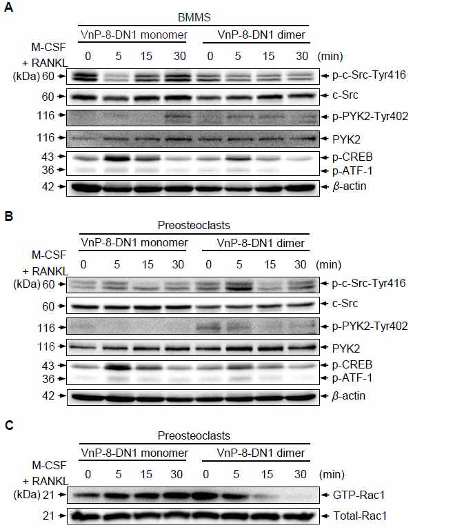 The effects of VnP-16 on M-CSFand RANKL-induced expression of osteoclastogenesis-related genes. (A) Immunoblotting of the osteoclastogenesisrelated proteins in BMMs that were cultured for 1–3 days on plates precoated with VnP-8-DN1 monomer or VnP-8-DN1 dimer (9.1 μg/cm2), in the presence of 30 ng/ml M-CSF and 100 ng/ml RANKL. CREB, cAMP-response element-binding protein; ATF-1, activating transcription factor 1. (B) Immunoblotting of MAPKs in BMMs that were cultured for 3 days on plates precoated with VnP-8-DN1 monomer or VnP-8-DN1 dimer (9.1 μg/cm2), in the presence of 30 ng/ml M-CSF and 100 ng/ml RANKL, serum-starved for 3 h, and stimulated with M-CSF (30ng/ml) and RANKL (100ng/ml) for the indicated times. ERK, extracellular signal-regulated kinase