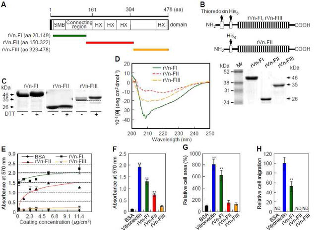 Analysis of purified rVn truncations by SDS-PAGE and circular dichroism spectroscopy and cell functions of the rVn truncations