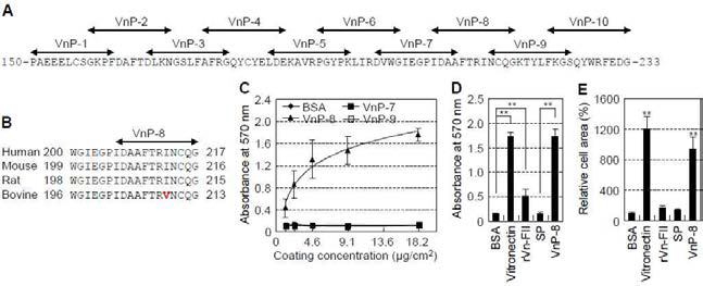 VnP-8 promotes cell functions in human osteogenic cells