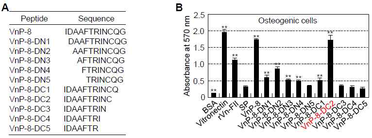 The biologically active core binding sequence IDAAFTRINC (VnP-8-DC2) of VnP-8 promotes cell attachment