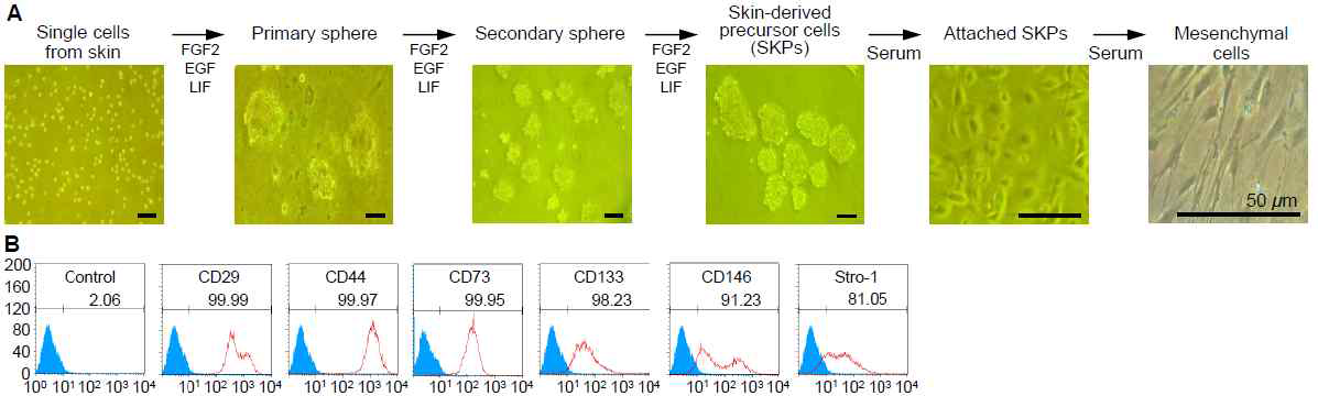사람 피부조직으로부터 피부유래 성체줄기세포 분리 및 중간엽세포로의 분화 유도