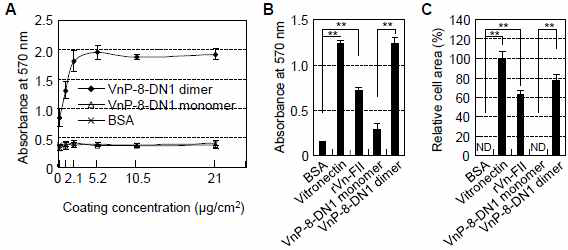 VnP-8 (=VnP-8-DN1 dimer) promotes cell functions in chondrogenic cells. (A-C) Cell adhesion (A, B) and spreading (C) of chondrogenic cells induced by BSA (1%), vitronectin (1 μg/ml), rVn-FII (25 μg/ml), SP (50 μg/ml), and VnP-8 (VnP-8-DN1 dimer; 50 μg/ml)
