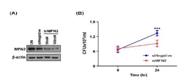 MFN2의 발현이 결핵균 생존에 미치는 영향