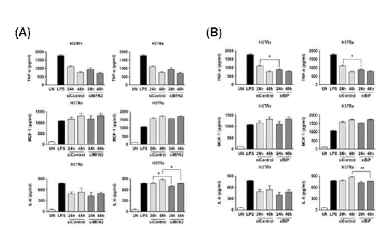 결핵균 감염시 GRP78, MFN2 단백질이 사이토카인 생성에 미치는 영향