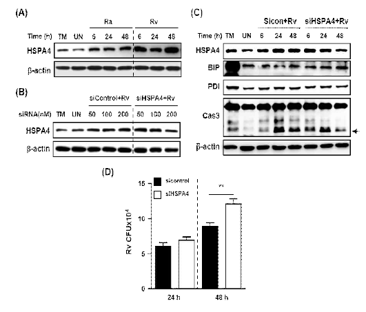 HSPA4 샤페론 단백질이 세포내 결핵균 생존에 미치는 영향