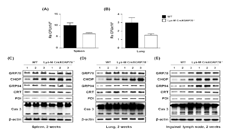 GRP78 샤페론 단백질의 녹아웃 동물모델에서의 세포 내 결핵균 생존 및 ER stress반응 분석