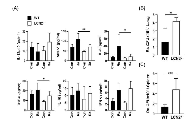 결핵균 감염 시 Lipocalin 2 샤페론 단백질 녹아웃 동물모델에서 세포 내 결핵균 생존 및 사이토카인 생성능 분석