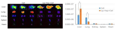 간손상 24시간 후 세포의 주요장기별 분포사진과 형광수치차트. *p<0.05