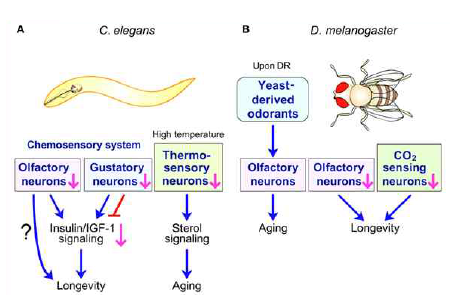 후각감각신경계와 계체 수명 조절의 관계