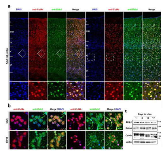 Ddb1/Cul4 단백질 복합체의 대뇌 피질에서의 발현