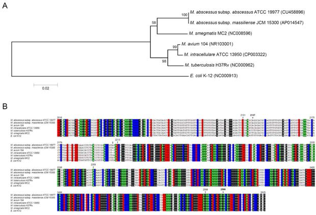 23S rRNA gene sequence 분석