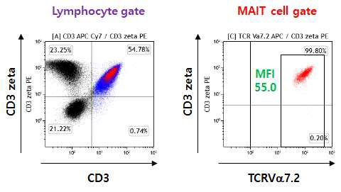 T세포와 MAIT 세포에서 CD3zeta 발현 분석