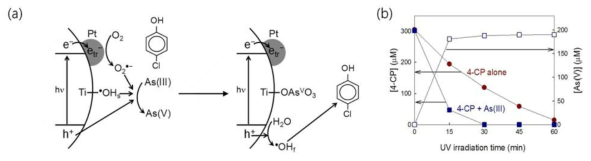 (a) 비소 3가와 페놀계 오염물질이 동시에 존재하는 경우, 백금이 담지된 이산화티타늄에서의 산화 메커니즘 및 (b) 비소 3가의 존재 유무에 따른 4-클로로페놀의 분해 결과