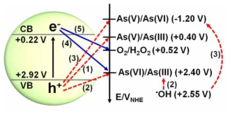 가시광하 삼산화 텅스텐으로부터 비소 종 (As(III), As(IV), As(V)) 또는 산소로의 전도대 전자 및 가전자대 정공 전달 프로세스