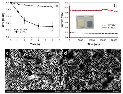 (a) 일정 전압 (1 V vs. SCE) 조건에서 요소 분해 (light source : 150-W Xe lamp; 100mW/cm2), (b) 요소 분해 실험 중 시간에 따른 광전류 변화, (c) W-TNAs와 (d) B-TNAs 광전극의 SEM 이미지
