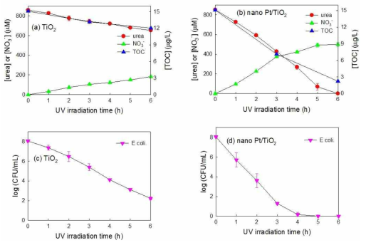 (a) 표면개질되지 않은 이산화티타늄과 (b) 백금 나노입자로 표면개질된 이산화티타늄의 요소 분해 효율, (c) 표면개질되지 않은 이산화티타늄과 (d) 백금 나노입자로 표면개질된 이산화티타늄의 대장균 제거 효율