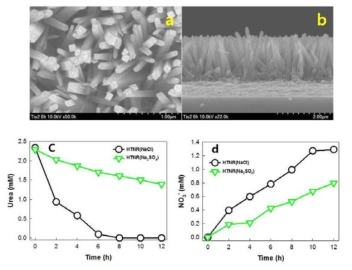 수열합성법으로 제조된 TiO2 nanorod 광전극의 (a) top, (b) side SEM 이미지, 전해질의 종류에 따른 (c) 요소 분해 및 (d) 질산성 질소 생성 결과