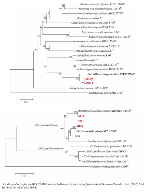 Faecalibacterium prausnitzii 유사 균주(위)와 Christensenella minuta 유사 균주(아래)의 계통수