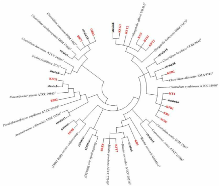 장내 조절 T 세포 분화능을 가진 Clostridium cluster XI & XIVa에 해당하는 분리균 계통수