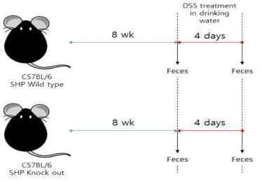 SHP와 대장염 유발 모델의 장내 미생물 군집 실험 디자인 모식도