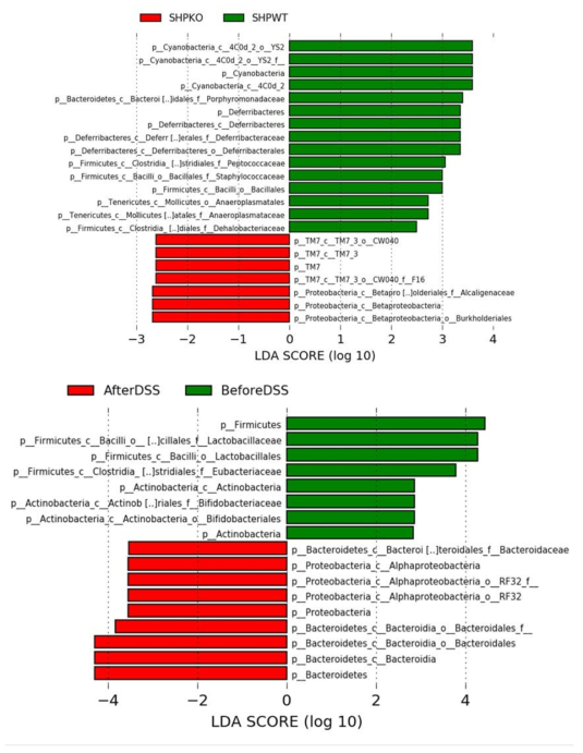 LDA Effective Size (LEfSe) 분석을 통한 SHP 유무에 따른 taxon 차이와 DSS 처리에 따른 taxon 차이 비교