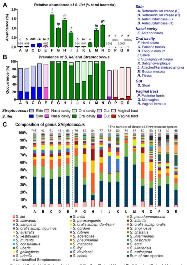 신종 연쇄상구균의 출현 빈도와 군집 내 비중 A, 인체 미생물 군집 내 비중 B, 출현 빈도, C, 연쇄상구균 군집 내의 비중