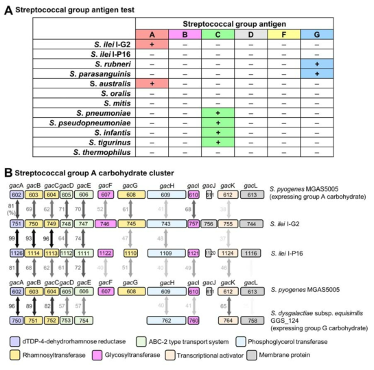 신종 병원성 연쇄상구균의 연쇄상구균 특이 세포막 탄수화물 분석 결과