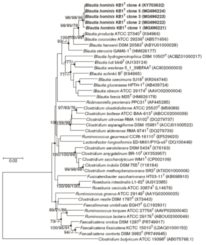 균주 KB1과 16S rRNA gene sequence 기반 근접 균주와의 계통수