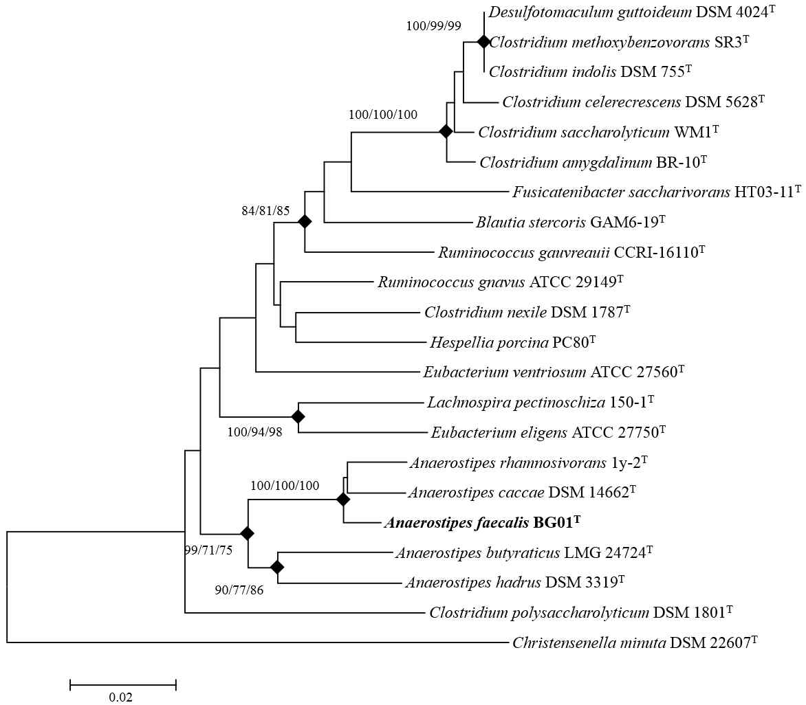 균주 BG01과 16S rRNA gene sequence 기반 근접 균주의 계통수