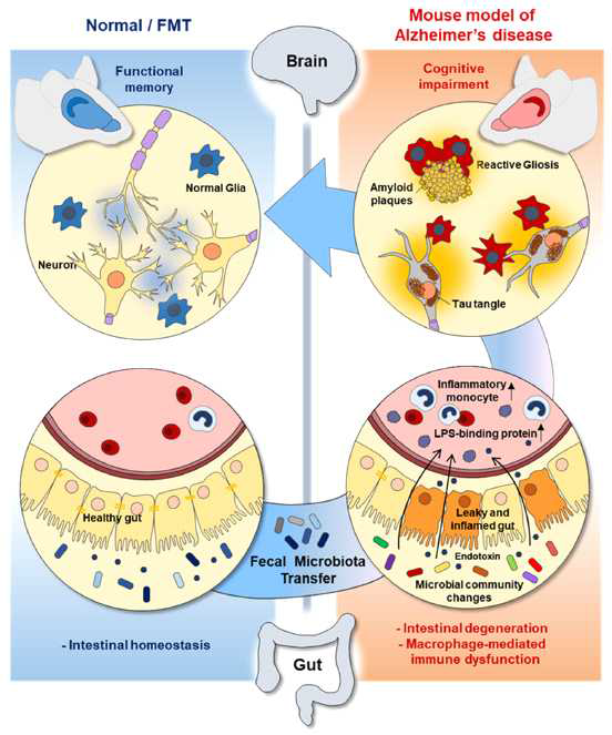 장내 미생물에 의한 알츠하이머병 제어 기전