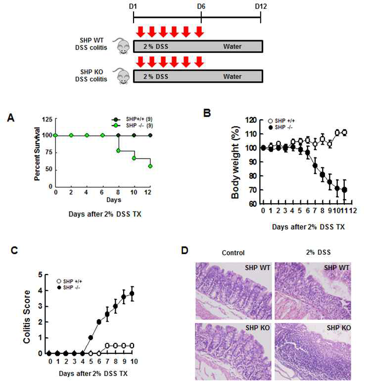 염증성 장질환 동물모델에서의 SHP 역할 분석