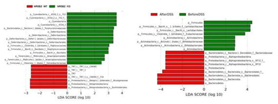 야생형과 NR0B2 유전자 결손 마우스에서의 DSS 처리 전과 후의 LEfSe 분석